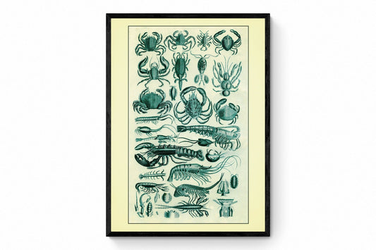Crustaceans - Crab - Lobster - Shrimp - Antique Reproduction - Marine Wildlife - Bathroom Decor - Retro Wall Decor - Available Framed