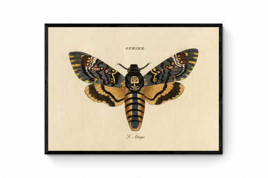 Death's Head Hawkmoth Print