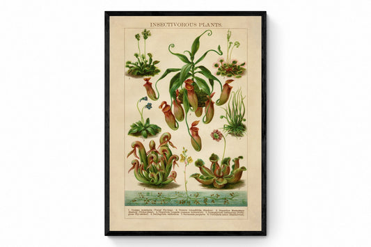 Insectivorous Plants Antique Reproduction