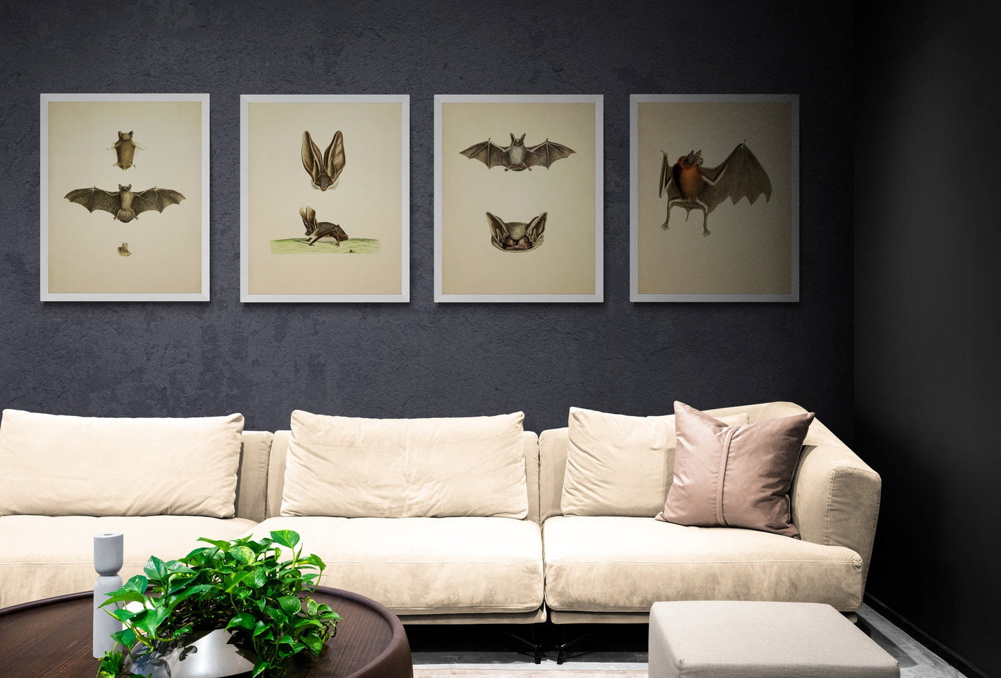 Bat Print - (Chilonycteris rubiginosa) - Antique Reproduction - Available Framed