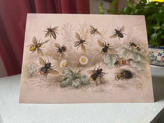 Bee Antique 5x7 inch Greeting Card - Antique Reproduction - FREE SHIPPING