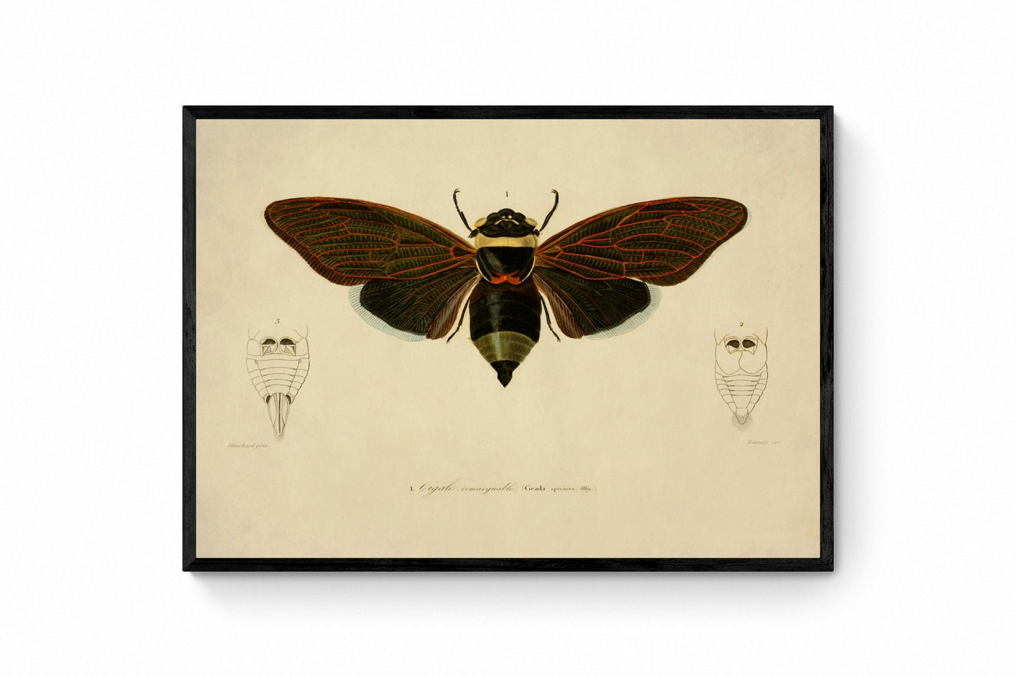Cicada Print – antique art print from Ninska Designs