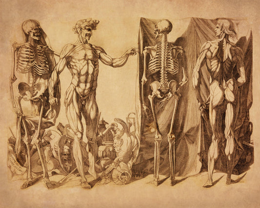 Skeletons and Écorchés - Domenico del Barbiere - Anatomy - Antique Reproduction - Available Framed