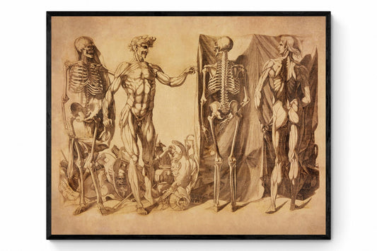 Skeletons and Écorchés - Domenico del Barbiere - Anatomy - Antique Reproduction - Available Framed