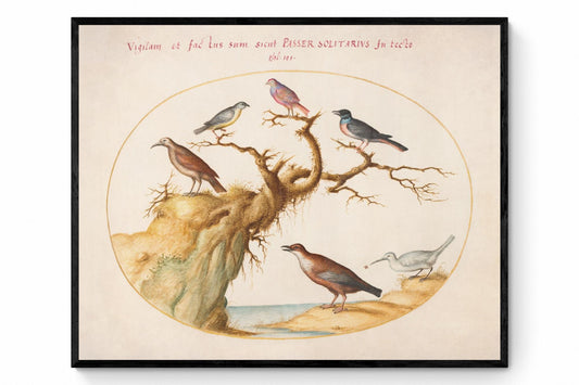 Bird Art - dated c. 1575 - Joris Hoefnagel - Antique Reproduction - Available Framed