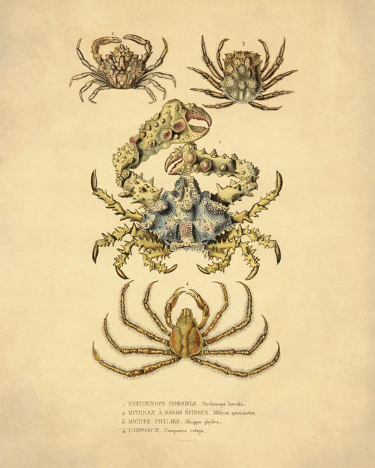 Crabs - dated 1853 - Antique Reproduction - Available Framed