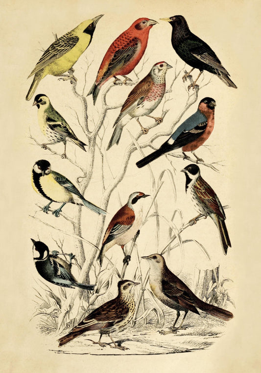 Bird Art - dated 1850 - Antique Reproduction - Available Framed