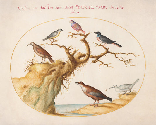 Bird Art - dated c. 1575 - Joris Hoefnagel - Antique Reproduction - Available Framed