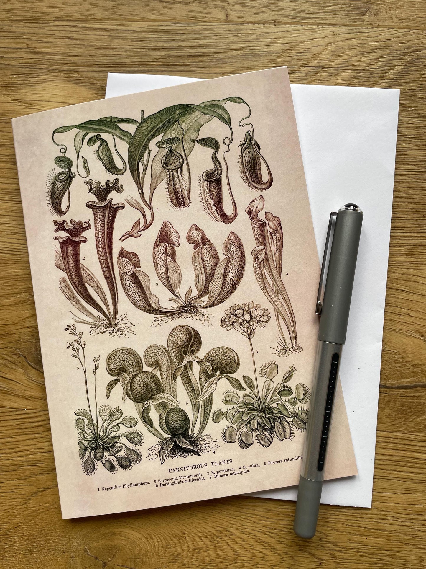 Carnivorous Plants Antique 5x7 inch Greeting Card - Antique Reproduction - FREE SHIPPING