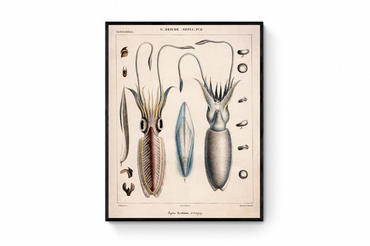 Sepia bertheloti, the African cuttlefish print dated 1845