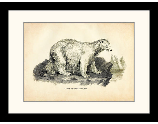 Polar Bear Print