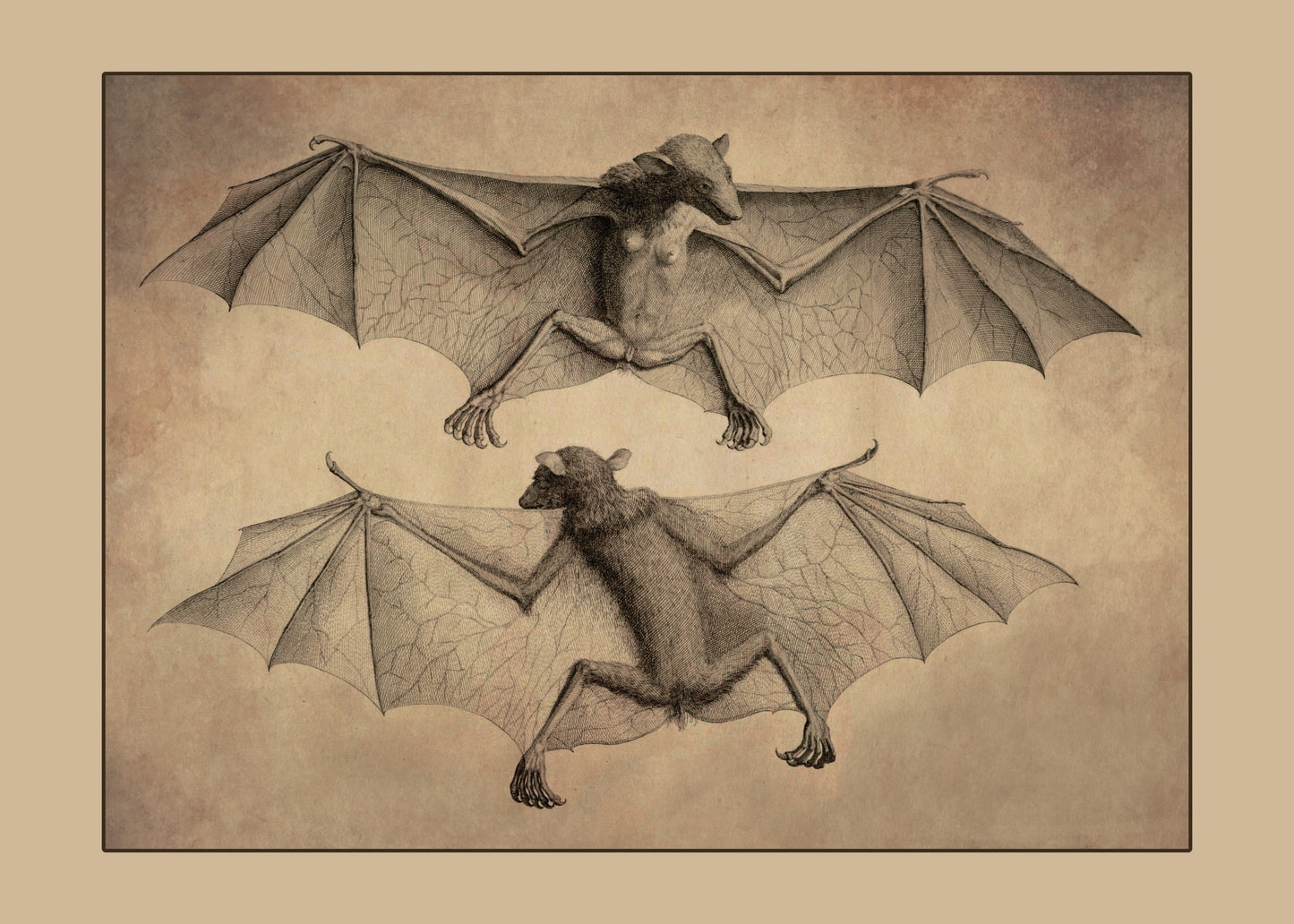 Bats Print – antique art print from Ninska Designs
