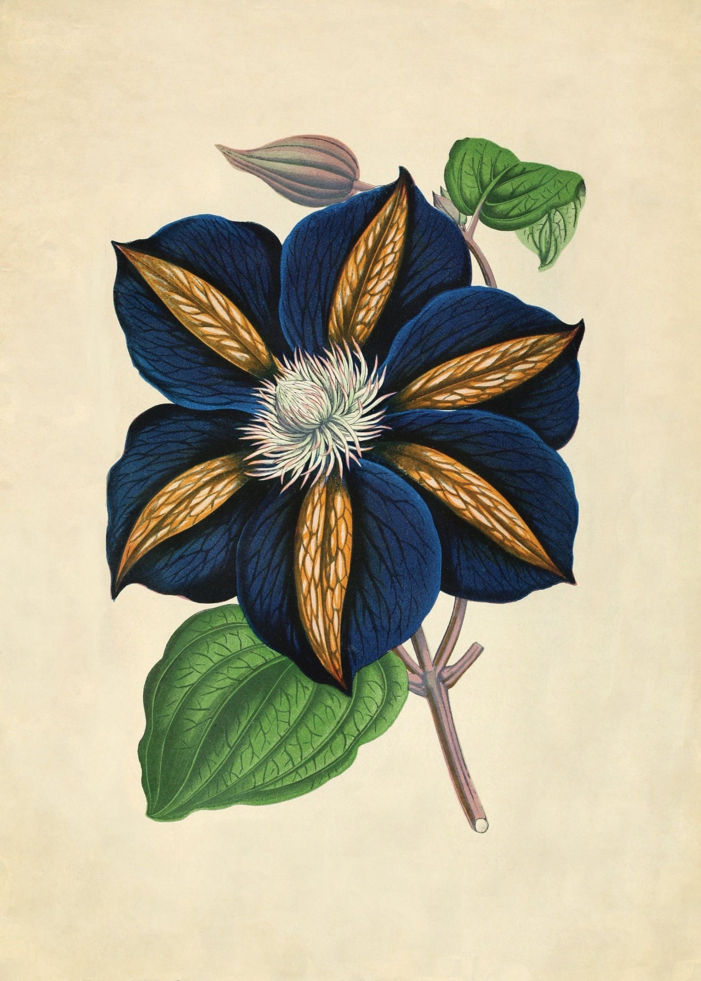 Clematis – antique art print from Ninska Designs