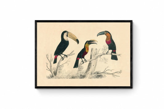 Toucans Print