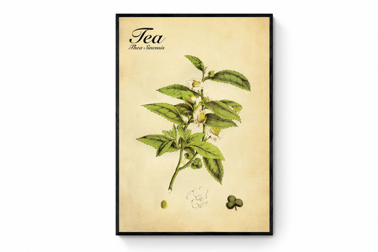 Tea (Thea Sinensis) Print
