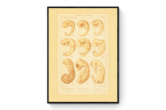 Reptile Embryos Print