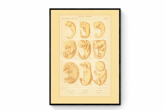 Mammal Embryos Print