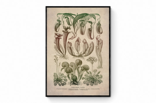 Carnivorous Plants Print – antique art print from Ninska Designs