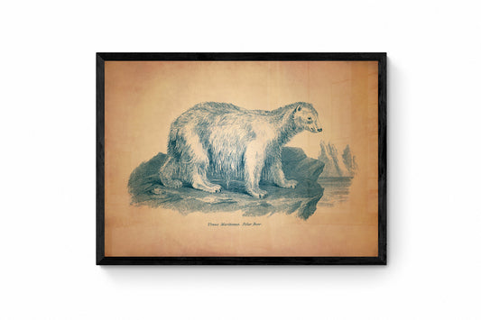 Polar Bear Print