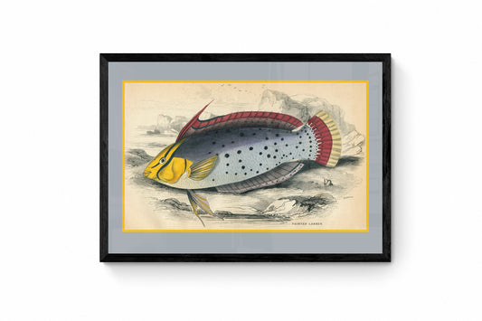 Painted Labrus Print