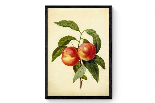 Nectarines Print
