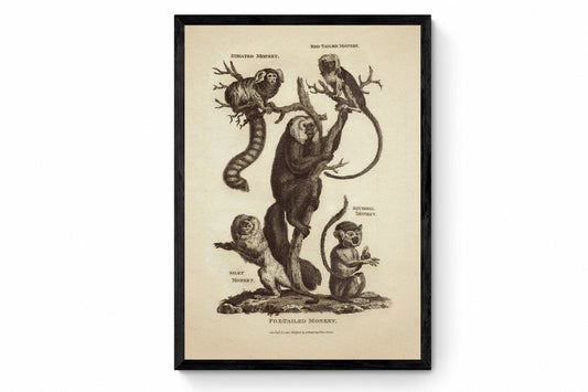 Monkeys Print