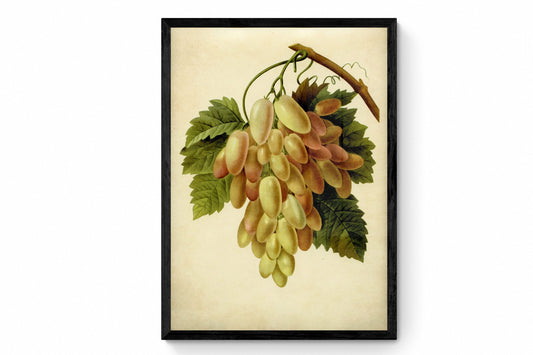 Grapes Print