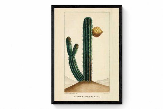 Cactus Print
