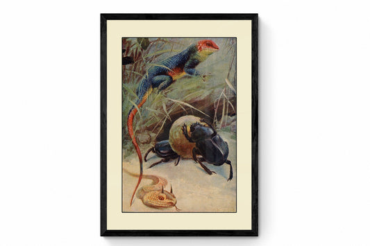 Agama Lizard, Dung Beetle & Horned Viper Print