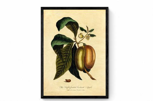 The Trifid Fruited Custard Apple Print