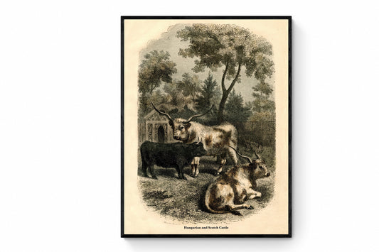 Hungarian & Scotch Cattle - farm prints- farm art- cows - Antique Art Reproduction - Vintage Wall Art - Retro Wall Decor - Available Framed