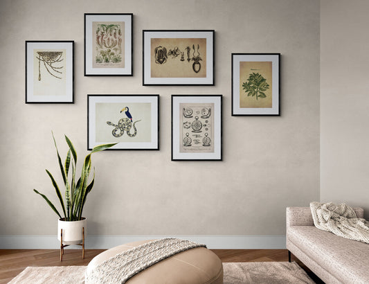 Wintera Aromatica Print