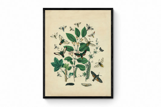 Insect Botanical Print - Antique Art Reproduction - Lepidoptera - Entomology - Caterpillar - Insect Art - Moth - Available Framed