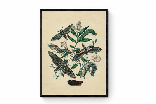 Moth Botanical Print - Antique Art Reproduction - Lepidoptera - Entomology - Insect Art - Moth - Available Framed