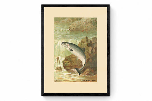 Salmon Leap Print