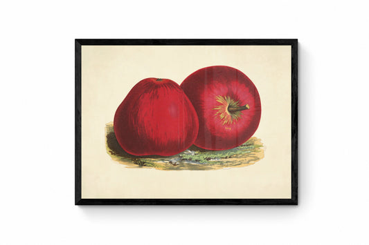 Red Apples Print