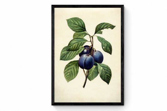 Plums Print