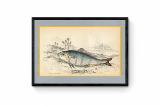 Indian Pilot Fish Print