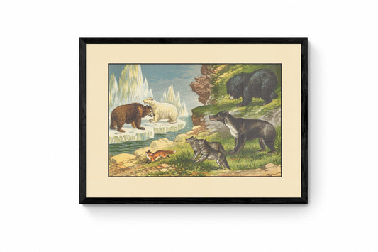 Grizzly Bear, Polar Bear, Fox, Wolf, Sloth Bear, Malayan Sun Bear