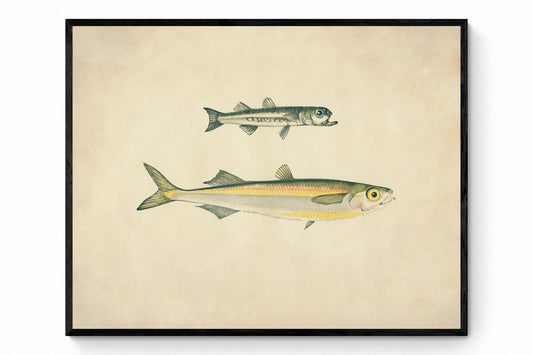 Boier's Atherine & Atherine Print - Antique Reproduction - Marine Wildlife - Fish Wall Art - Ocean Wall Decor - Available Framed