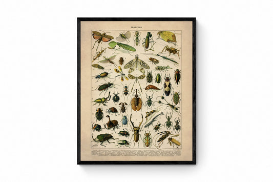 Insect Poster - Antique Reproduction - Larousse - Entomology - Lepidoptera - Natural History - Available Framed