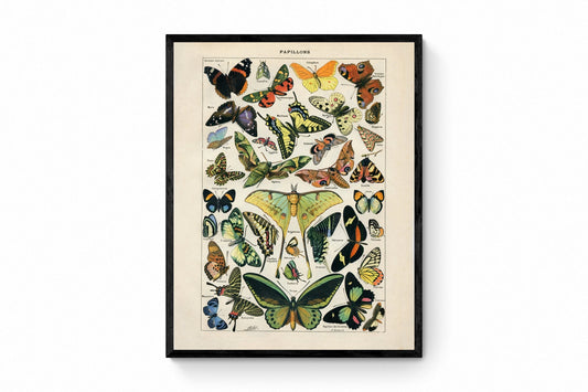 Butterfly Poster - Antique Reproduction - Larousse - Entomology - Lepidoptera - Natural History - Available Framed