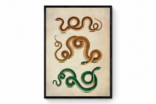 Snake Print