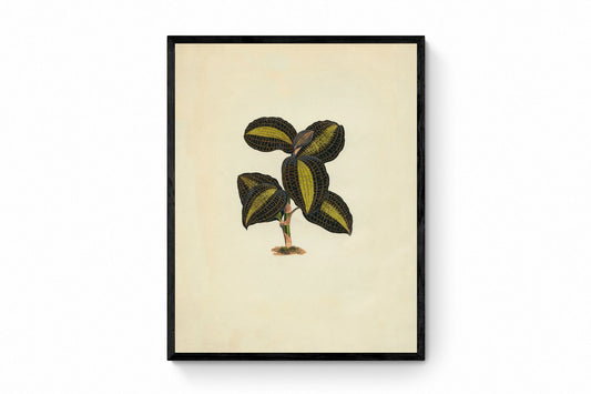 Anoectochilus Xanthophyllus Print - Antique Reproduction - Botanical Art - Leaf - Gardener Gift - Available Framed