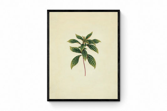 Sonerila Margaritacea Print - Antique Reproduction - Botanical Art - Leaf - Gardener Gift - Available Framed