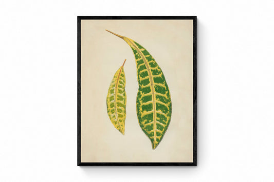 Garden Croton (Codiaeum Variegatum) Print - Antique Reproduction - Botanical Art - Leaf - Gardener Gift - Available Framed