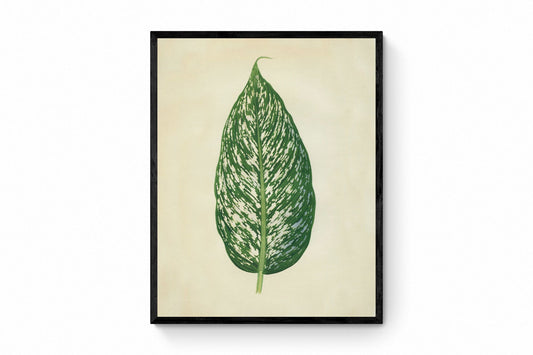 Dumbcane (Dieffenbachia Seguine) Print - Antique Reproduction - Botanical Art - Leaf - Gardener Gift - Available Framed