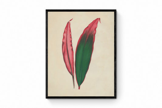 Dracaena Ferrea Versicolor Print - Antique Reproduction - Botanical Art - Leaf - Gardener Gift - Available Framed