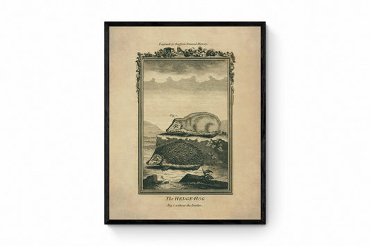 Hedgehog (with and without bristles) Print - Antique Reproduction - Buffon 1775 - Animal Art - Natural History - Available Framed