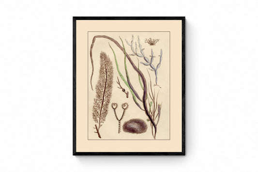 Seaweed Print